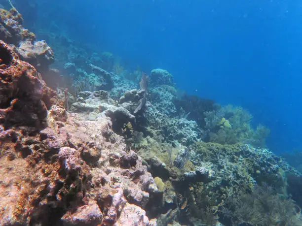 slope on water, with corals and small fish in the far