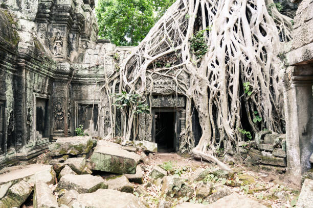 overgrown ruins of Ta Prohm temple at Angkor in Cambodia, Southeast Asia