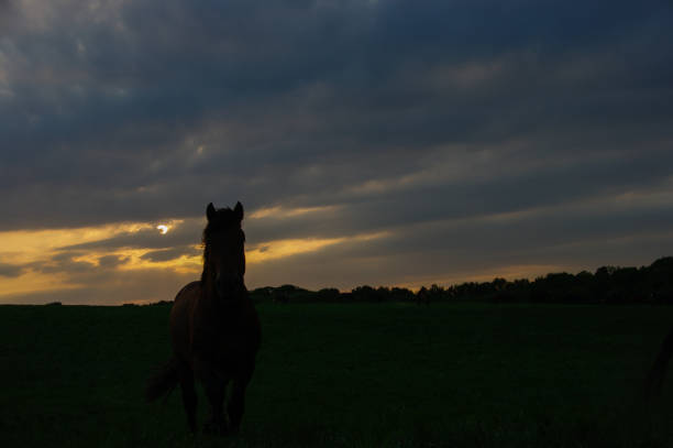 istock Grazing horses at sunset 1163027305