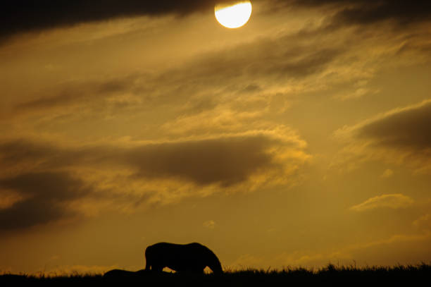 istock Grazing horses at sunset 1163027851