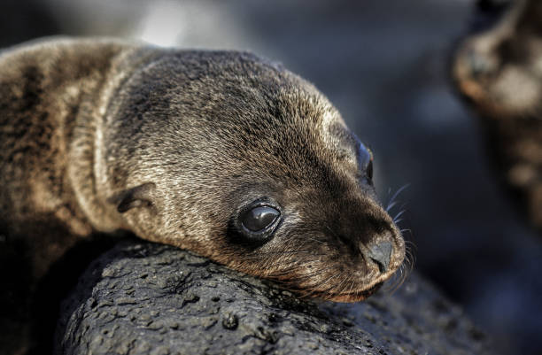 istock Baby sea lion sunbathing on rocks 1163027891
