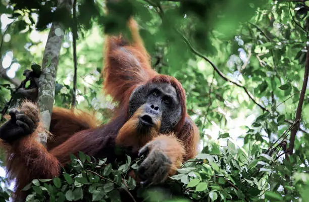 Male Sumatran orangutan (Pongo abelii) in day nest at Gunung Leuser National Park
