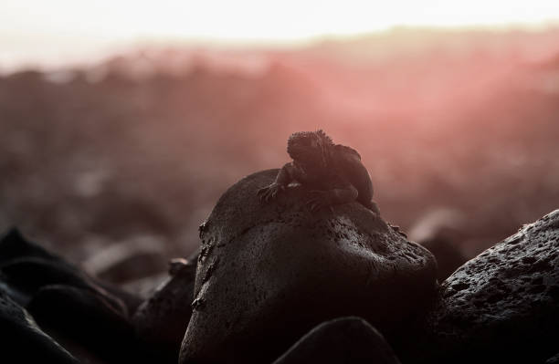 Marine iguana portrait Galapagos Islands