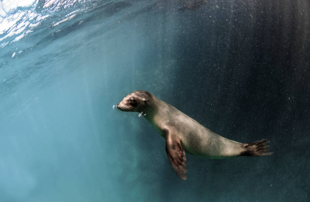 istock Young Galapagos sea lion underwater 1163028190