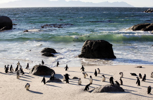 istock African penguins on sand at Boulders Beach, Cape Town 1163028248
