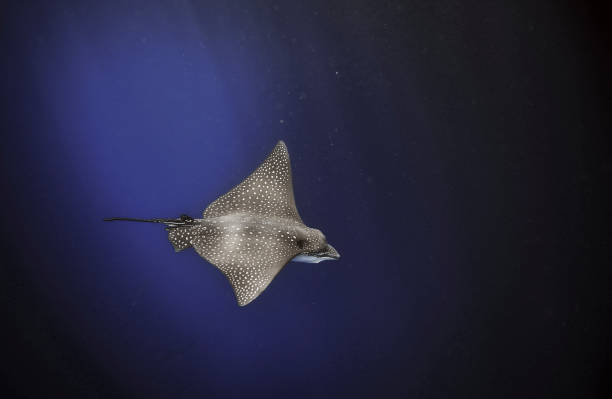 Spotted eagle ray swimming underwater Spotted eagle ray (Aetobatus narinari) swimming underwater in blue ocean, Galapagos Islands spotted eagle stock pictures, royalty-free photos & images