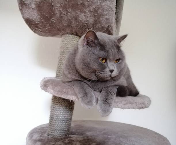 istock British Short Hair cat sitting on claw sharpener and looking away 1163028997