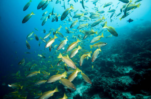 istock School of bigeye snapper fish underwater 1163029010