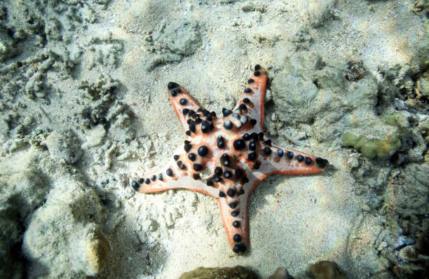 Chocolate Chip Sea Star on ocean floor at Bunaken Island, Sulawesi, Indonesia