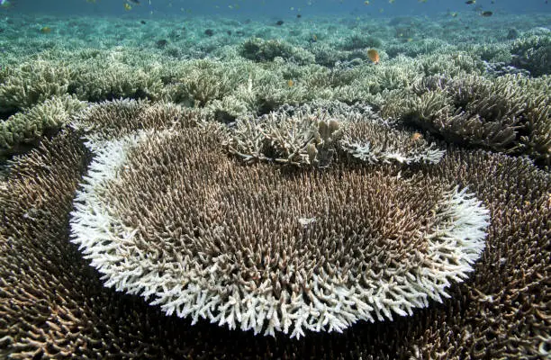 Photo of Coral reef underwater view in Raja Ampat