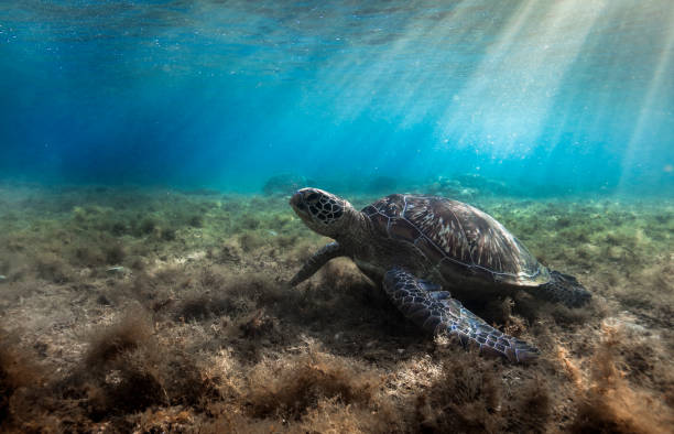 зеленая морская черепаха отдыхает в морской траве под водой - apo island стоковые фото и изображения