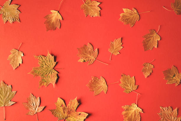 istock Dry autumn leaves on a red background 1163029316