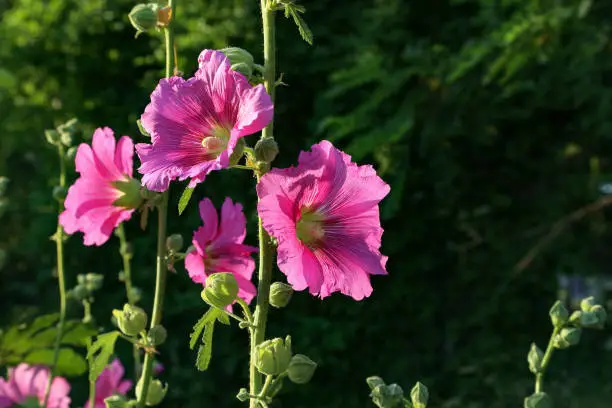 Beautiful pink stockroses or mallows in the sun.