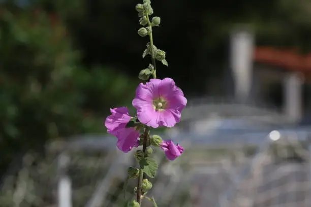 Beautiful pink stockroses or mallows in the sun.