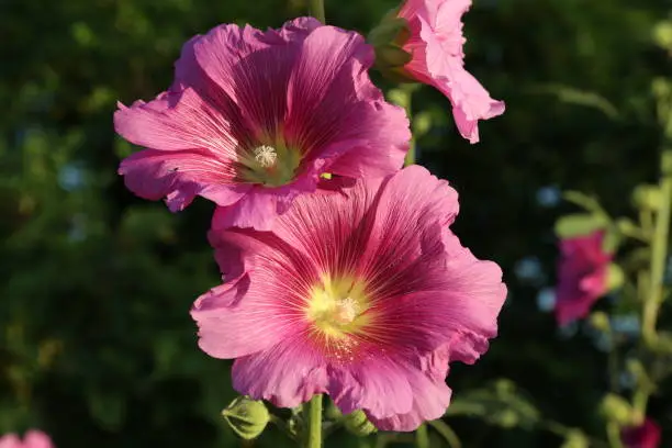 Beautiful pink stockroses or mallows in the sun.