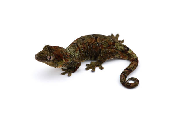 istock The mossy New Caledonian gecko isolated on white background 1163032494