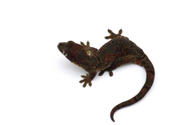 istock The mossy New Caledonian gecko isolated on white background 1163032496