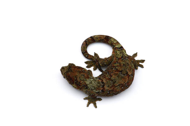 istock The mossy New Caledonian gecko isolated on white background 1163032497