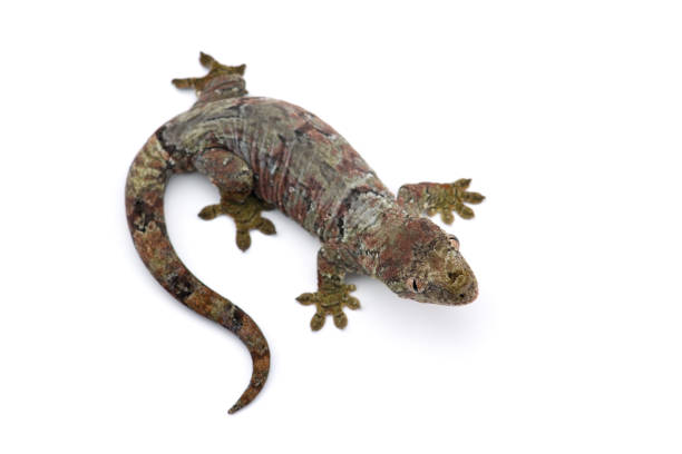 istock The mossy New Caledonian gecko isolated on white background 1163032498