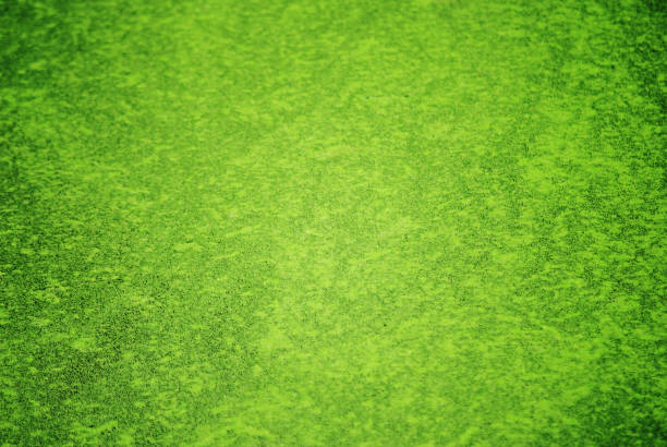 bright green stock photo