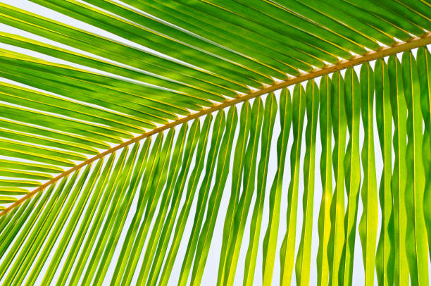istock Palm trees against the blue sky, Background . 1163033388