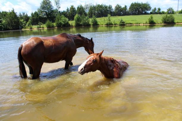 istock Two Horses cooling off in their spring fed pond on a hot summer day 1163033471