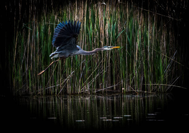istock Blue Heron, fishing, 1163035017