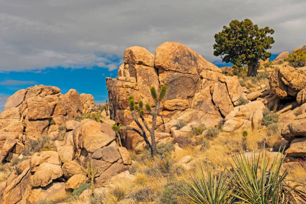 roches usées et végétation clairsemée sur un pic de désert - mojave yucca photos et images de collection