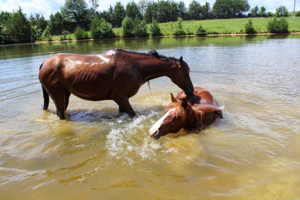 istock Two Horses cooling off in their spring fed pond on a hot summer day 1163035057