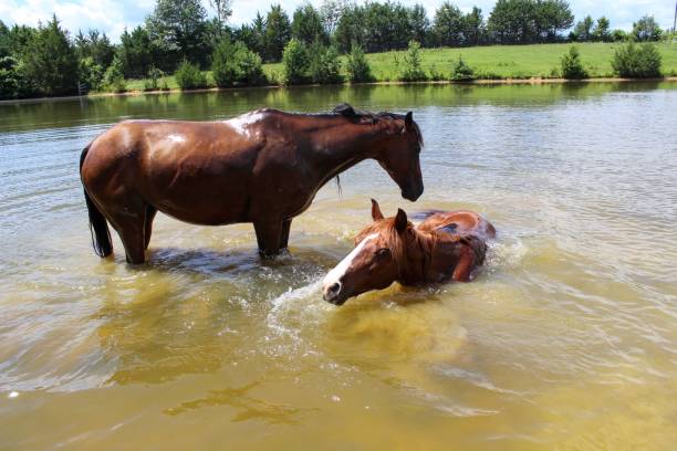 istock Two Horses cooling off in their spring fed pond on a hot summer day 1163035165