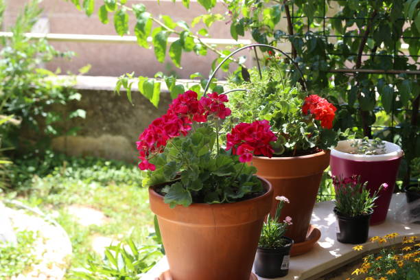 istock Beautiful bright garden geranium flowers in pot 1163035293
