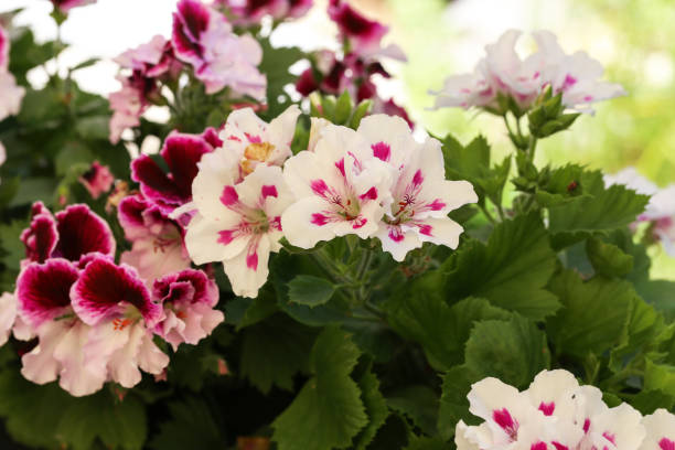 istock Beautiful bright garden geranium flowers in pot 1163035298