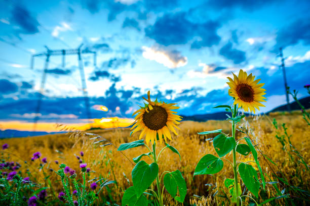 Sunflowers at sunset