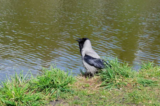 Hooded сrow, grey crow - Corvus cornix with an open beak on the bank of a forest pond