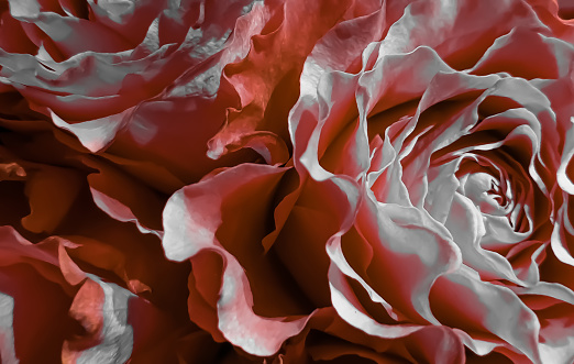 Beautiful romantic rose petals flower background