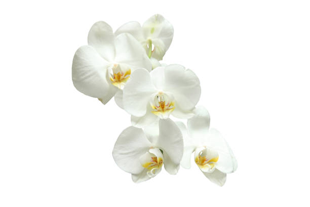 Natural blooming white orchids on white background, multiple flowers Natural blooming white orchids on white background, multiple flowers orchid white stock pictures, royalty-free photos & images