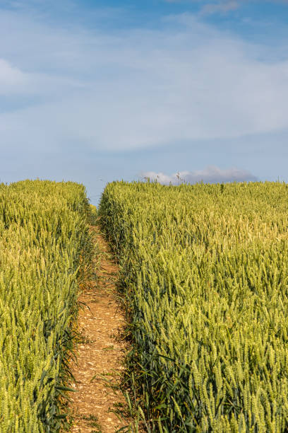 istock cereal fields in Lorraine, in eastern France 1163043058