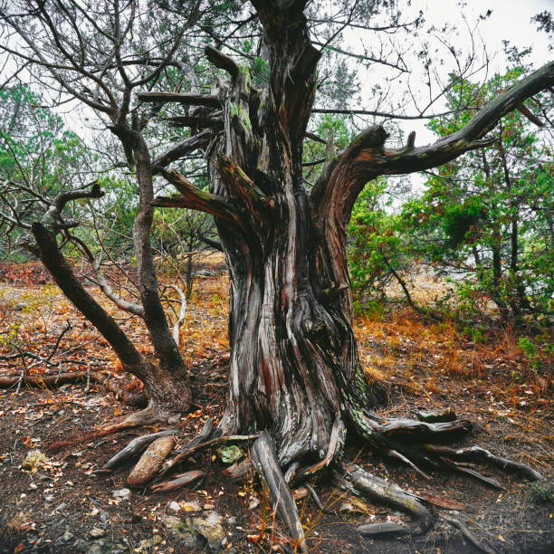 istock Autumn old naked tree growing on slope mountains, Crimea 1163043713
