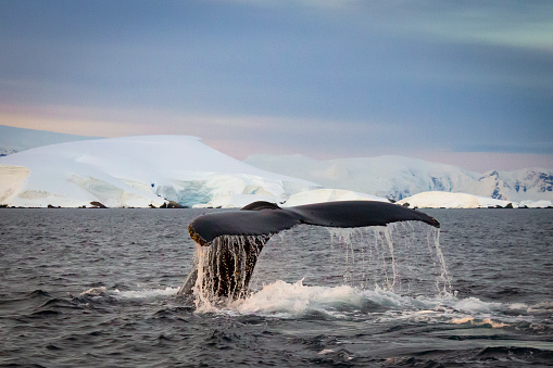 Humpback whales feeding in Antarctic waters and environments. Antarctica