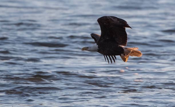 istock American Eagle fishing 1163047786