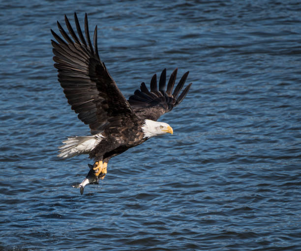 istock American Eagle fishing 1163047789