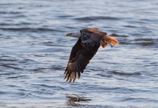 istock American Eagle fishing 1163048339