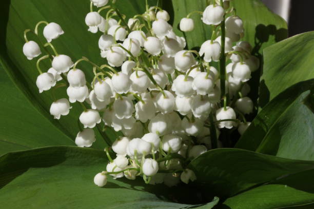 istock lily of the valley 1163048341