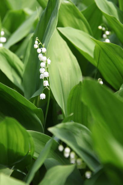 istock lily of the valley 1163048355