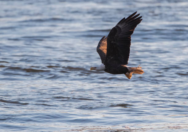 istock American Eagle fishing 1163048361