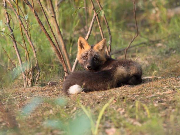 istock Cross Fox Kit in Alaska 1163050060