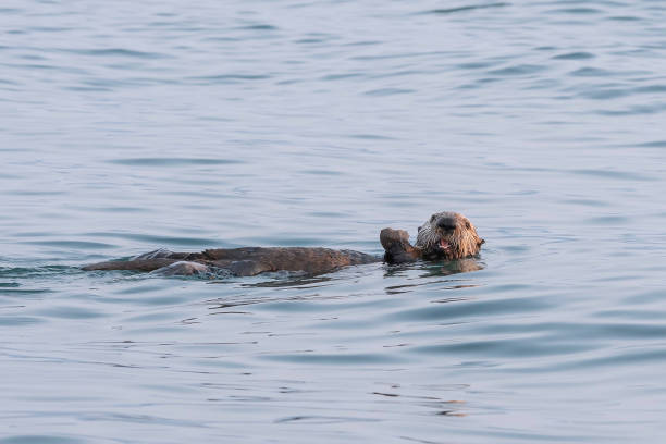 istock Sea Otter Eating Crab 1163052053