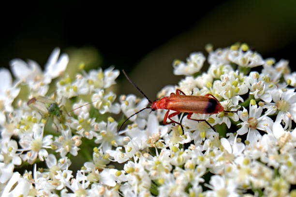 istock Common red soldier beetle, Rhagonycha fulva, 1163054026
