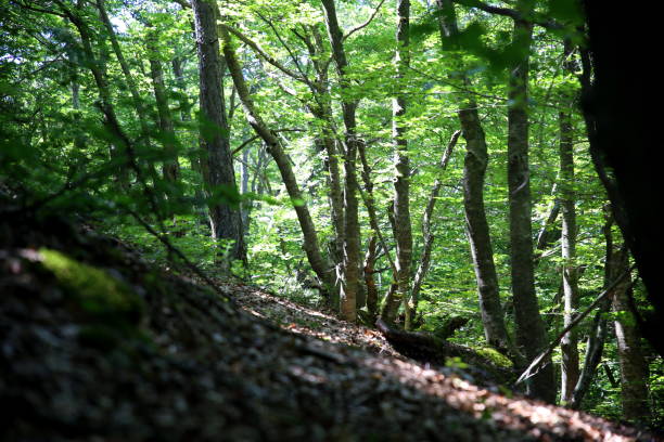 istock Bottom view of logs and foliage of beech trees partially illuminated by sunlight 1163054126