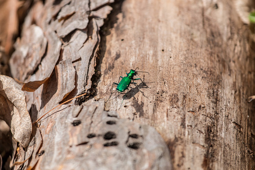 Six-spotted tiger beetle looking for a meal, An invasive bug that feeds on ash trees.